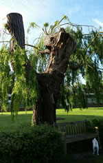 Photo of Willow by Great House